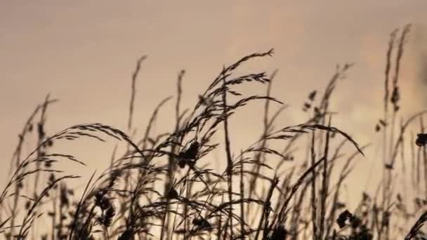 Groot gras silhouet in een weide bij schemering — Stockvideo