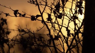 Altın günbatımına karşı ağaç dalları 