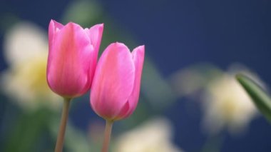 Esintide iki pembe lale çiçeği