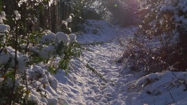 Snowy pathway in winter with overhanging branches — 비디오