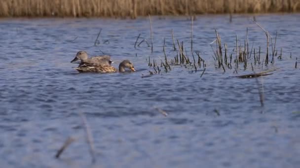 鸭在沼泽地里游泳和觅食 — 图库视频影像
