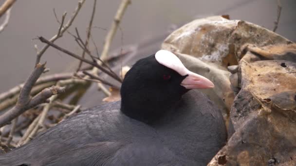 英国Coot鸟在啼叫的鸟巢中休息 — 图库视频影像