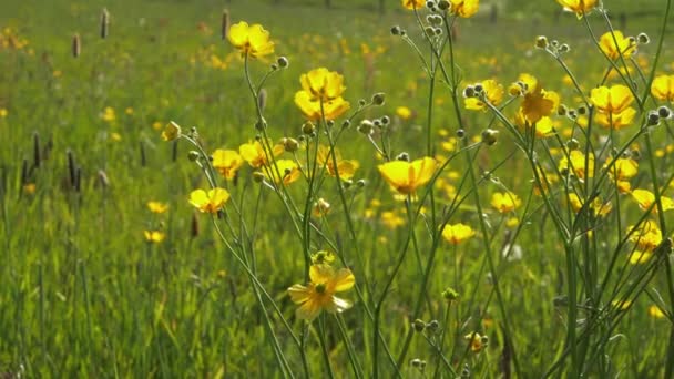 Buttercups no prado de verão — Vídeo de Stock