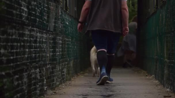 Homem e cão caminhando através da ponte urbana solitária — Vídeo de Stock