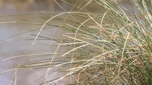 背の高い草の葦は水側で風に吹く — ストック動画