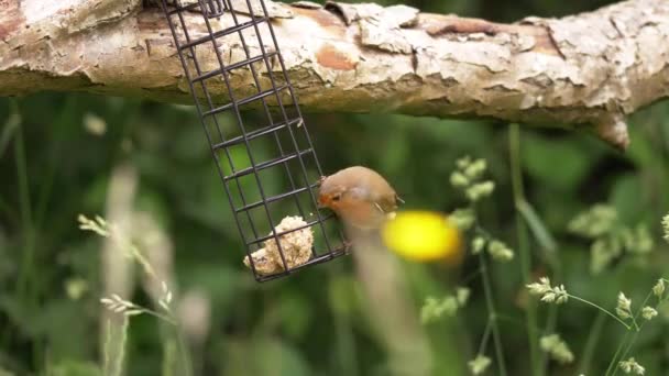 Robin röda bröst Brittiska fågelfoder på landsbygden — Stockvideo