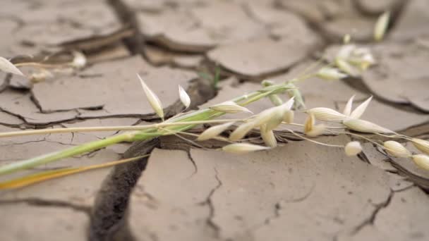 Avena en tierra árida seca en verano después de la ola de calor — Vídeo de stock