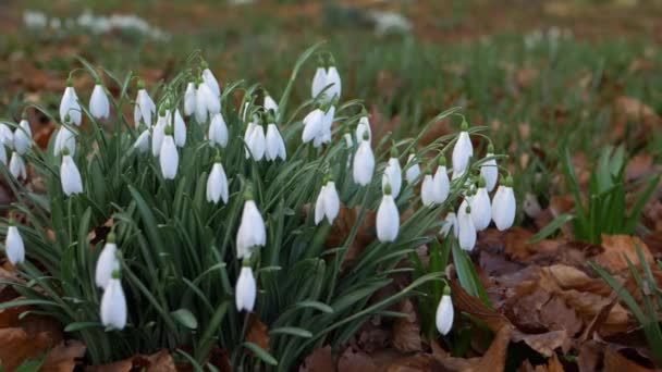 Grupp av snödroppar blommor tidigt på våren — Stockvideo