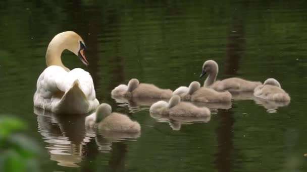 Cygnets follow mother Swan down the river — Stock video