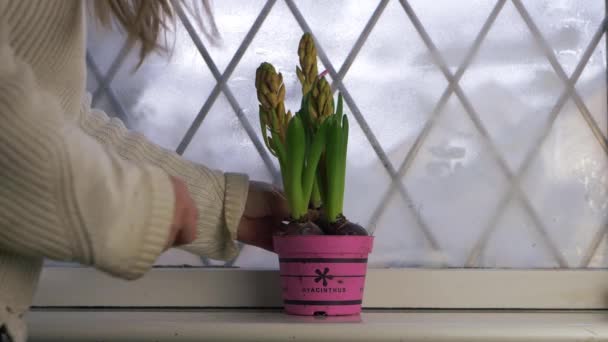 Mujer tiende a la planta de la casa jacinto en la ventana de nuevo hogar — Vídeos de Stock