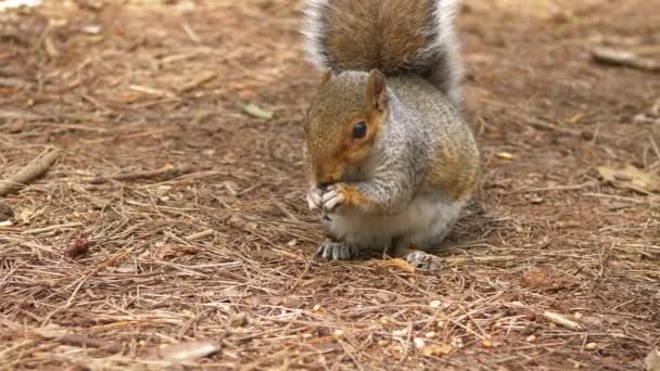 Fourrages d'écureuils pour la nourriture dans le couvert forestier — Video