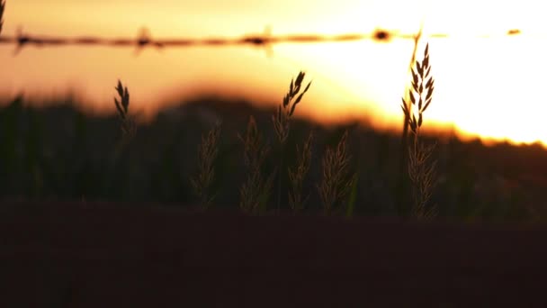 Pôr do sol fundo através da vista de silhueta de grama alta — Vídeo de Stock