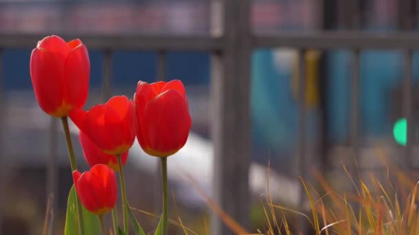 Rode tulpen groeien in het centrum van de stad met verkeer achtergrond — Stockvideo