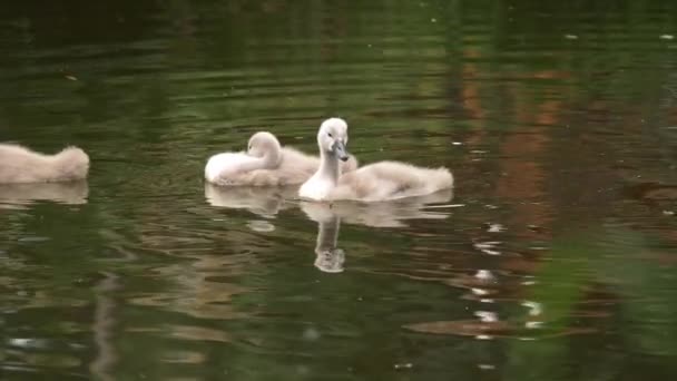 Grupo de cisnes de bebê cygnet flutuam rio abaixo — Vídeo de Stock