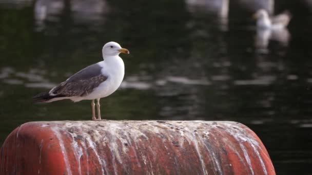 Gaviota descansa sobre boyas de agua cerca del agua — Vídeos de Stock