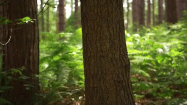 Ormanda çam ağacı gövdesi Yazın yemyeşil