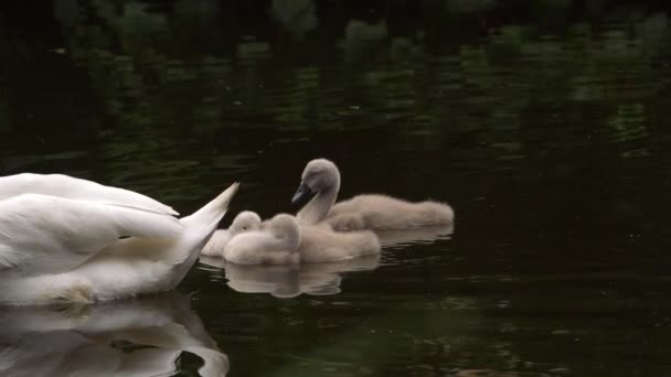 Cygnets baby swans float down the river — Stock video