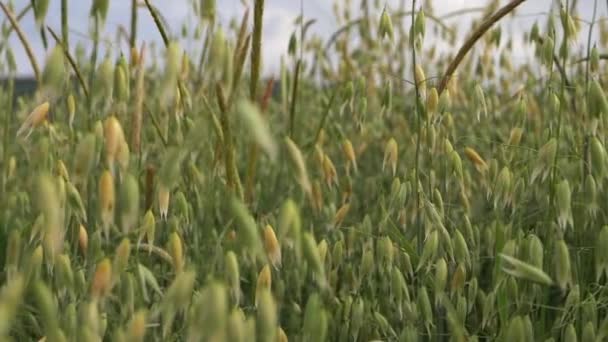 Macchina fotografica in movimento attraverso il campo di avena agricoltori — Video Stock