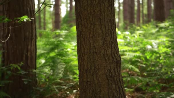 Tronco de pinheiro na floresta com braquete exuberante no verão — Vídeo de Stock