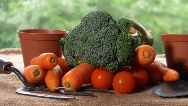 Verduras frescas en invernadero — Vídeos de Stock