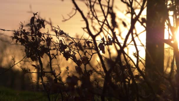 Boom takken silhouet tegen gouden zonsondergang — Stockvideo