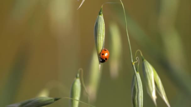 Ladybird repousa sobre aveia planta — Vídeo de Stock