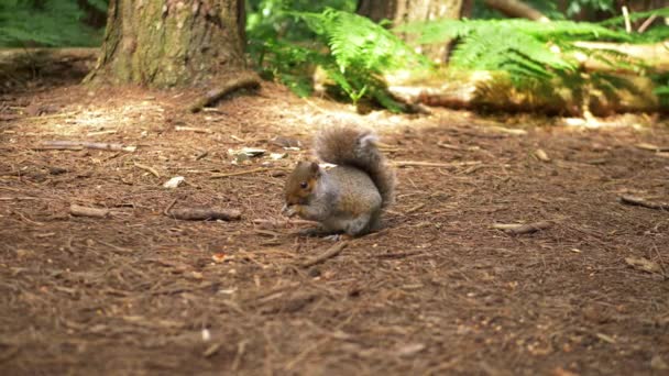 Fourrages d'écureuils pour la nourriture dans le couvert forestier — Video