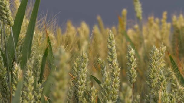 푸른 하늘을 배경으로 여름의 밀 수확 — 비디오