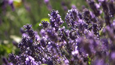 Çayırdaki lavanta aromalı çiçekler. 