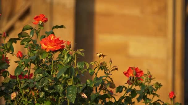 Rosier n pleine floraison à l'extérieur de l'église — Video