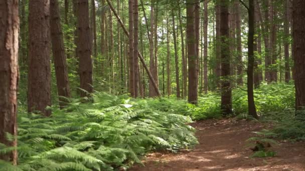 Trail in dennenboom en bracken bos — Stockvideo