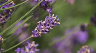 Hafif esintide eflatun çiçekleri