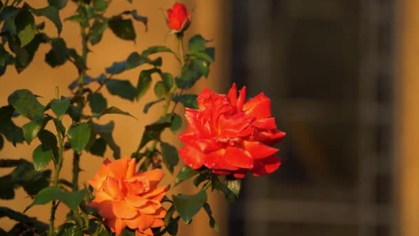 Krzew róży na pełnym rozkwicie za oknem kościoła — Wideo stockowe