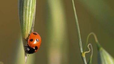 Uğur kuşu yulaf bitkisinin üzerinde dinleniyor 