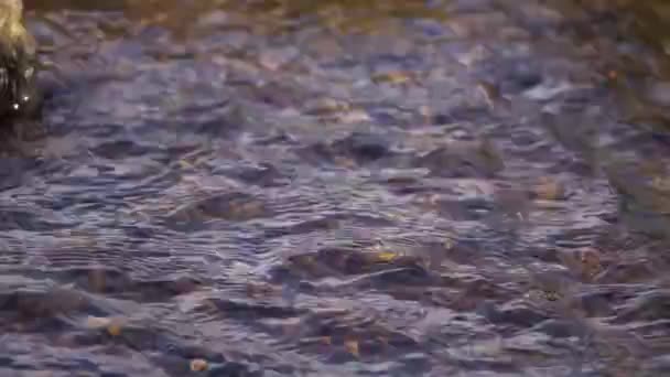 Натуральный мелкий поток, протекающий над скалами — стоковое видео
