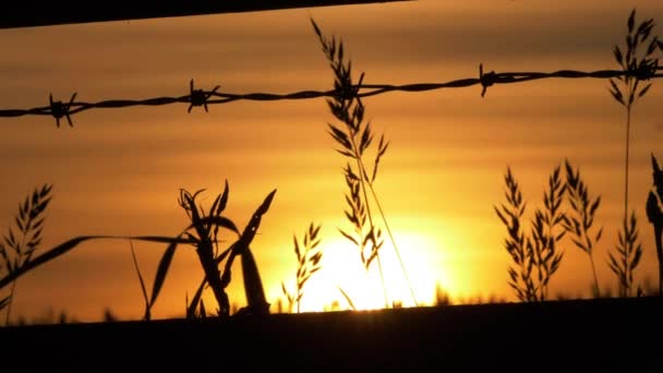 Fondo del atardecer y silueta de valla de alambre de púas en tierras de cultivo — Vídeo de stock