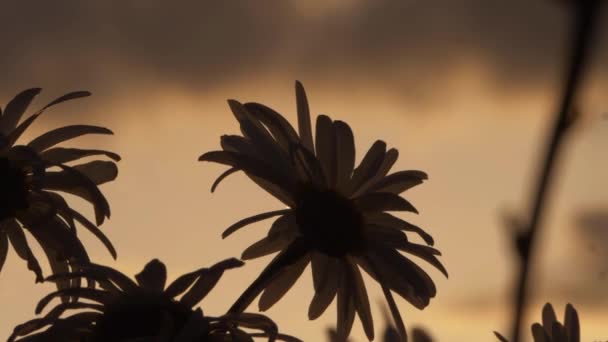 Shasta Daisy flores silhueta em pôr do sol dourado — Vídeo de Stock