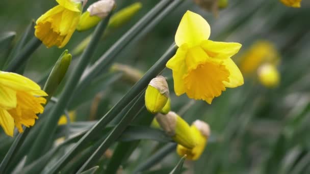 Daffodils αυξάνεται στο λιβάδι την άνοιξη — Αρχείο Βίντεο