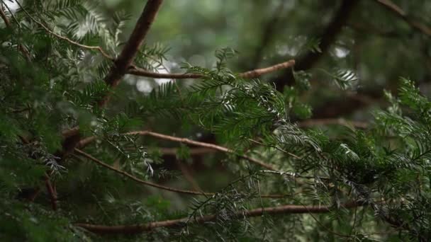 에버그린 소나무 가지와 바늘 — 비디오