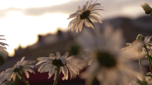 Shasta Daisy virágok a szellőben — Stock videók