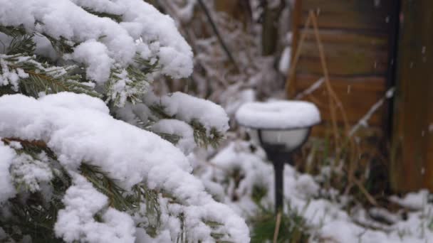 Pin dans le jardin alors que la neige tombe — Video