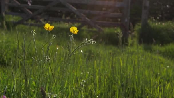 Buttercups amarelo em um prado com fundo portão país — Vídeo de Stock