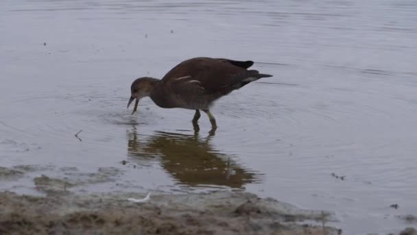 Juvenile Moorhen feeding near lake shore — Stock Video
