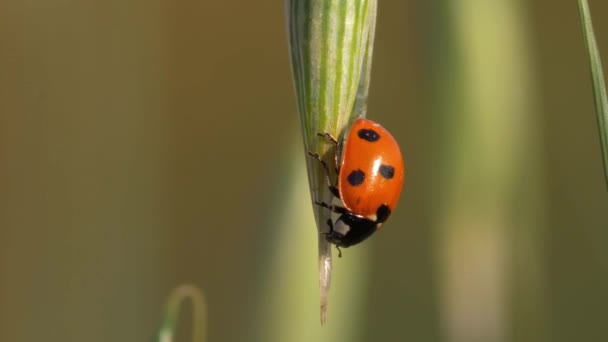 Ladybird στηρίζεται στο φυτό βρώμης — Αρχείο Βίντεο