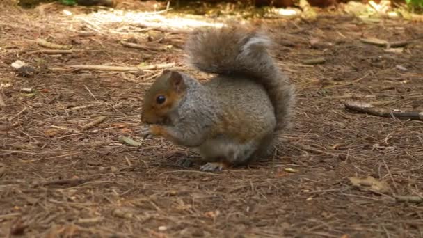 Mignon écureuil fourrage pour la nourriture dans le couvert forestier — Video