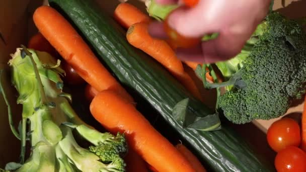 Caja de llenado con selección de verduras de jardín orgánicas frescas — Vídeos de Stock