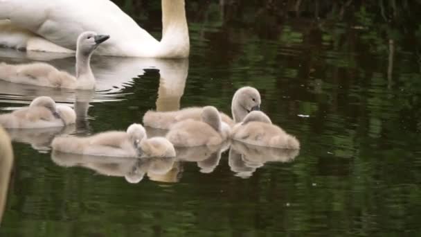 Cygnet cisnes bebê no rio — Vídeo de Stock