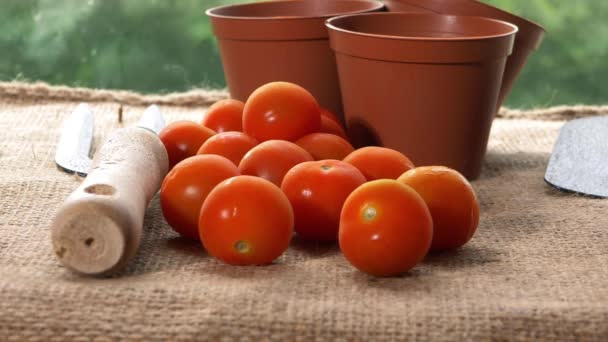 Tomates cereja vermelhos frescos em estufa — Vídeo de Stock