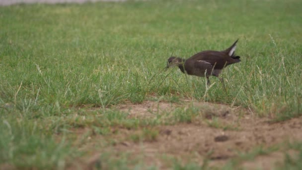 青草地上的幼龄麋鹿饲料 — 图库视频影像