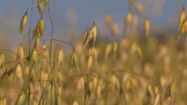 Yazın olgunlaşan altın yulaf hasadı
